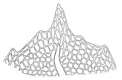 Rhizogonium distichum, leaf apex. Drawn from L. Visch 679, CHR 267027.
 Image: R.C. Wagstaff © Landcare Research 2016 
